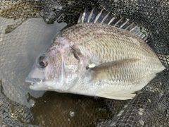 キビレの釣果