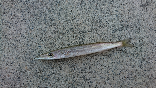 カマスの釣果