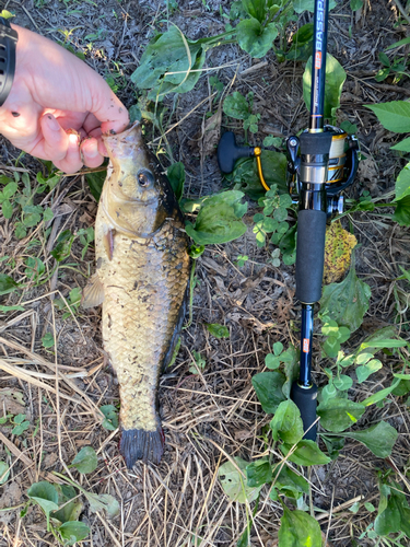 ノゴイの釣果