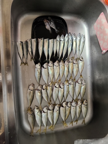 アジの釣果