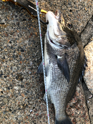 チヌの釣果