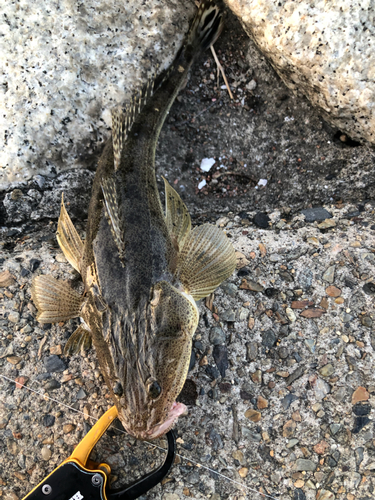 メゴチの釣果