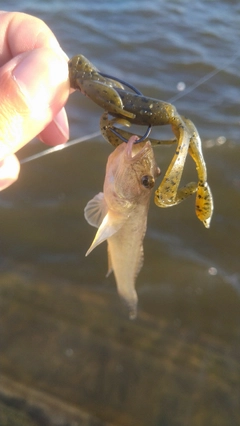 マハゼの釣果