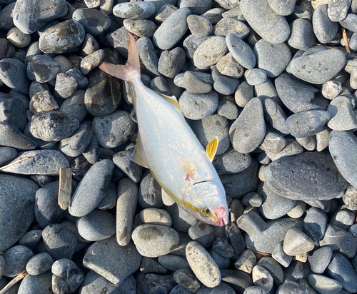 ショゴの釣果