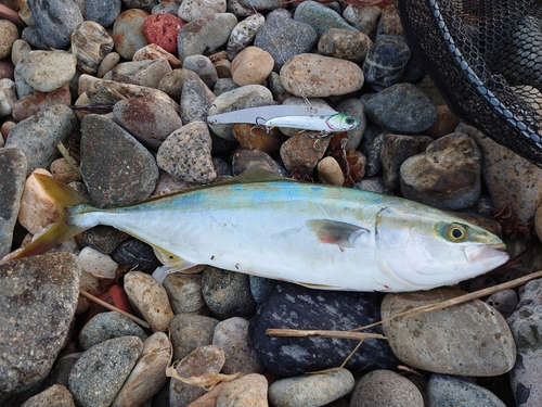 ツバスの釣果