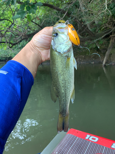 ラージマウスバスの釣果