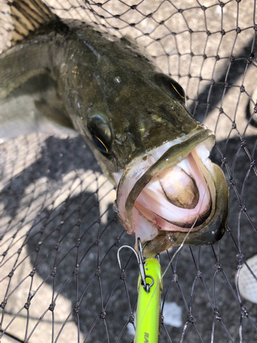 シーバスの釣果