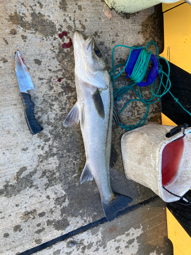 シーバスの釣果