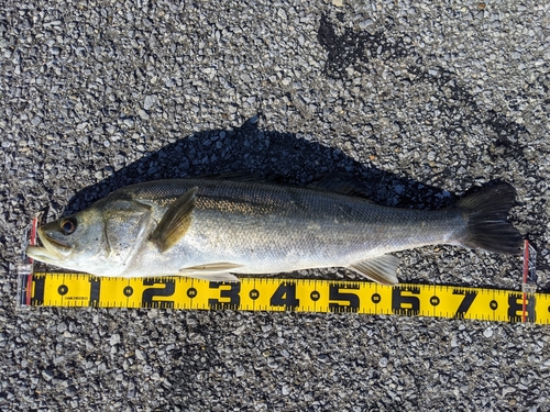 スズキの釣果