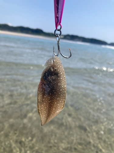 シタビラメの釣果