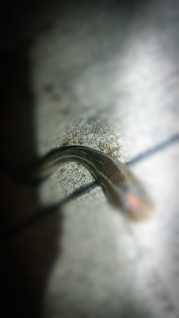 ゴンズイ
