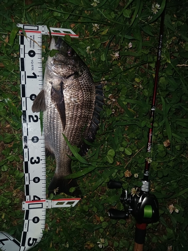 クロダイの釣果