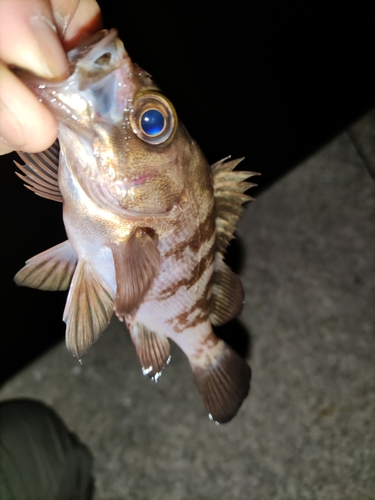 メバルの釣果