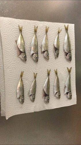 アジの釣果