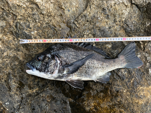 チヌの釣果