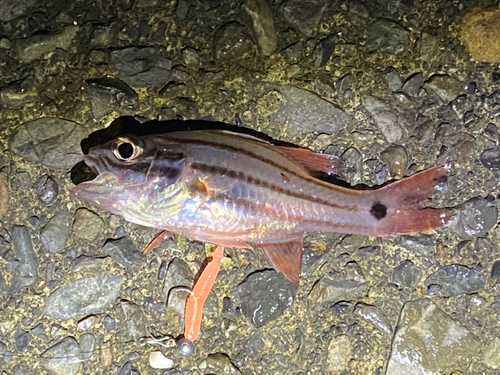 オオスジイシモチの釣果