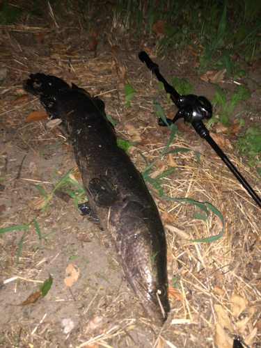 ライギョの釣果