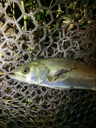 セイゴ（マルスズキ）の釣果