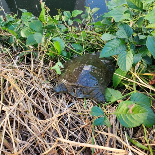 イワシの釣果