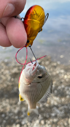 キビレの釣果