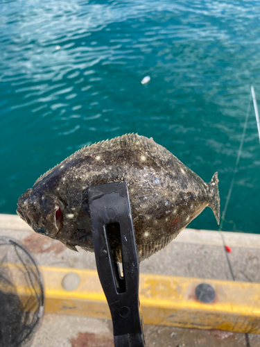 ソゲの釣果