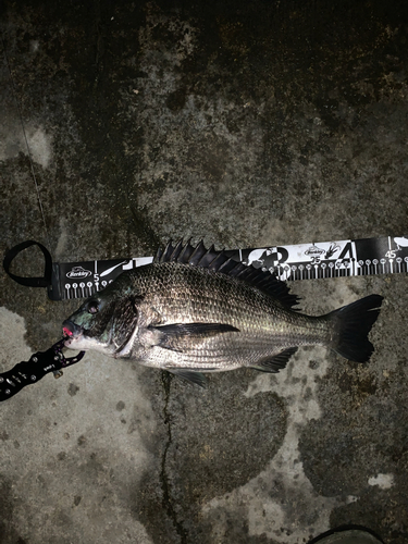 クロダイの釣果