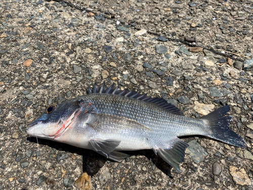 チヌの釣果