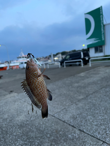 オオモンハタの釣果