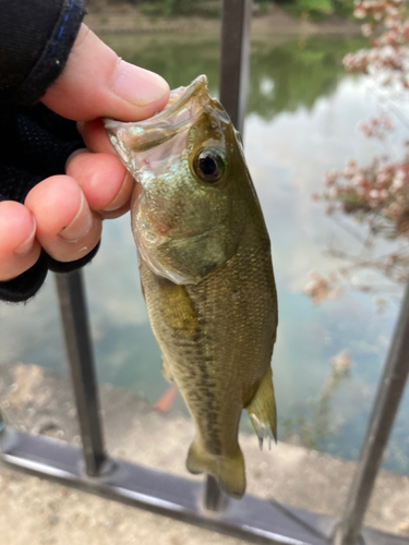 ラージマウスバスの釣果