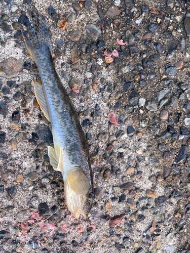 マハゼの釣果