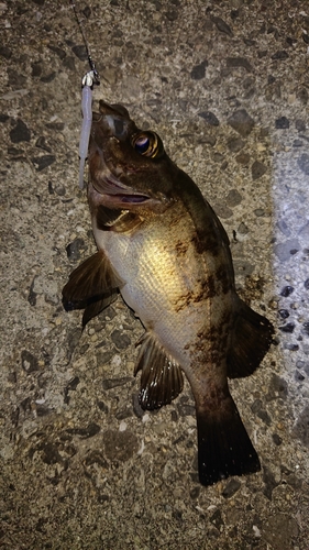 アカメバルの釣果