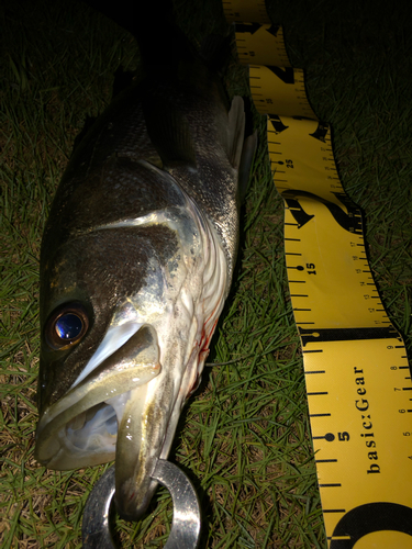 シーバスの釣果