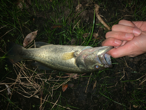 ラージマウスバスの釣果