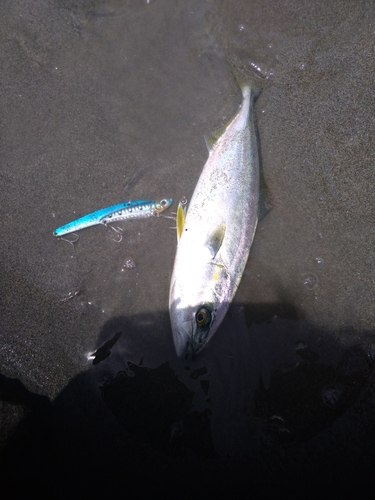 ツバスの釣果