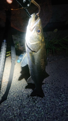 フッコ（マルスズキ）の釣果