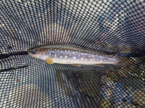 イワナの釣果