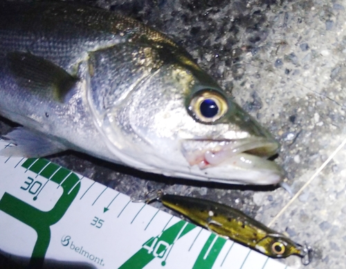 シーバスの釣果