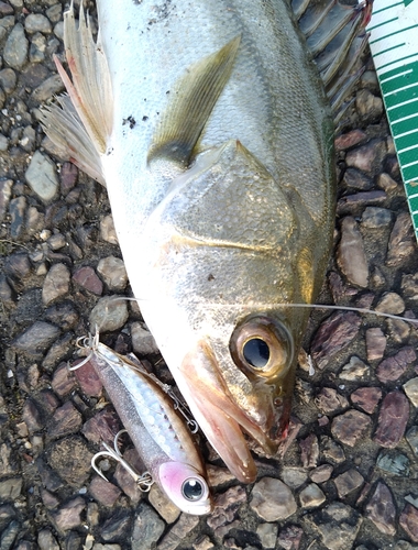 シーバスの釣果