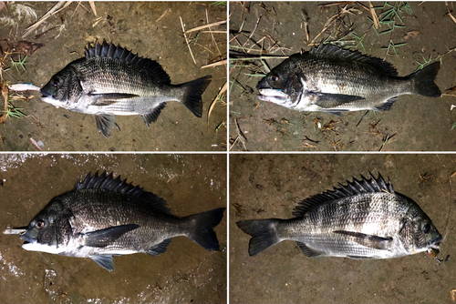 クロダイの釣果