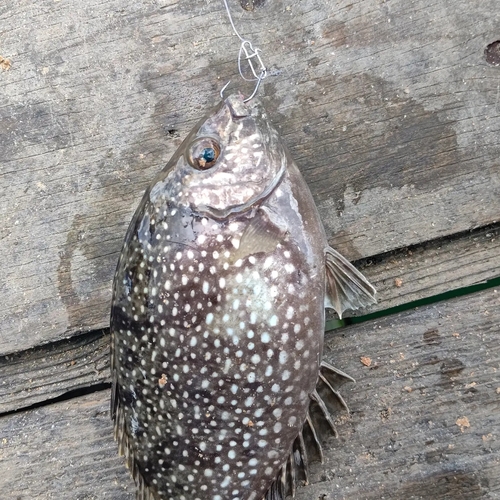 アイゴの釣果