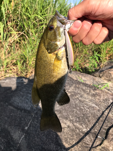 スモールマウスバスの釣果