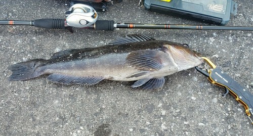 アイナメの釣果