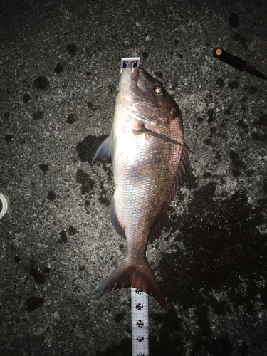 マダイの釣果