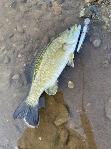 スモールマウスバスの釣果