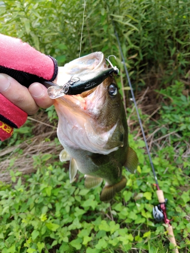 ブラックバスの釣果