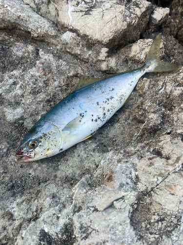 ツバスの釣果