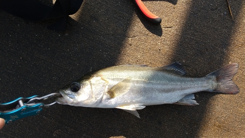 スズキの釣果