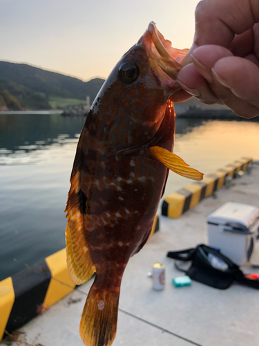 アコウの釣果