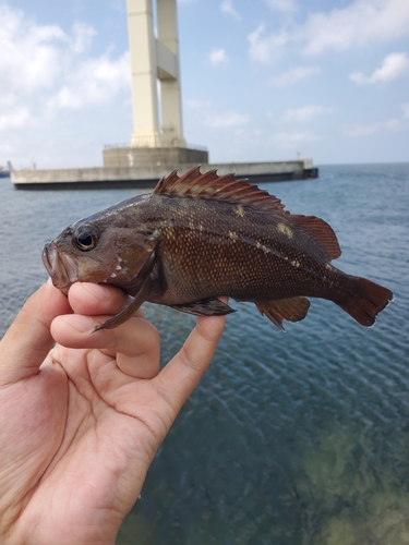 シマソイの釣果