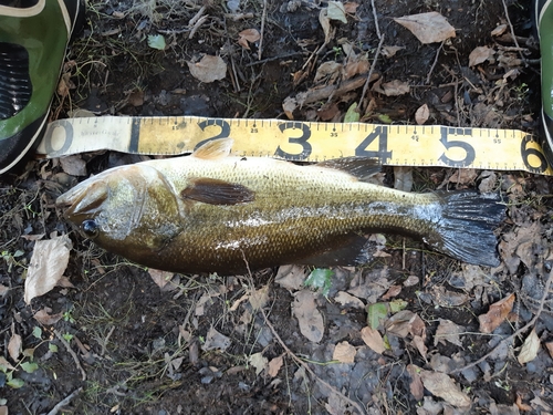 ブラックバスの釣果